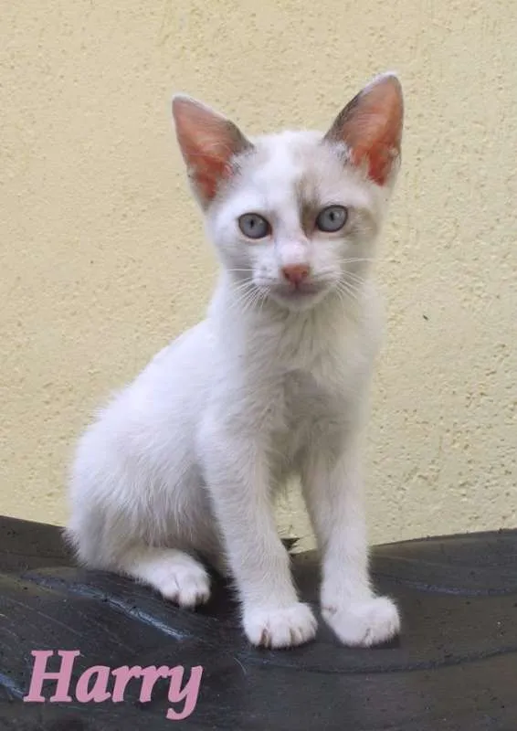 Gato ra a SRD idade 2 a 6 meses nome Harry