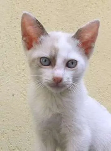 Gato ra a SRD idade 2 a 6 meses nome Harry