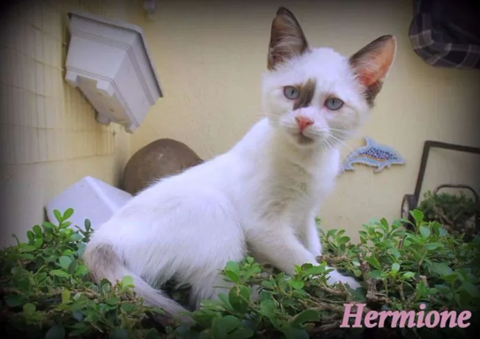 Gato ra a SRD idade 2 a 6 meses nome Hermione
