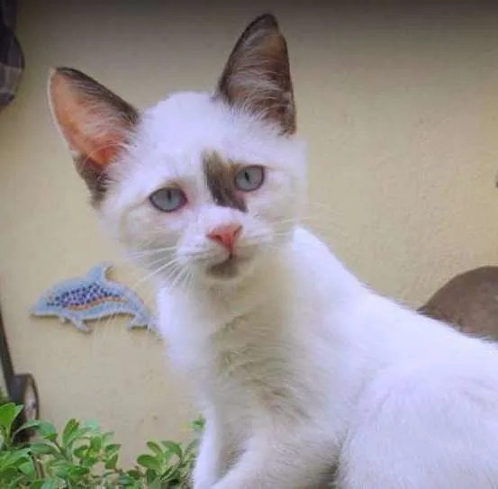 Gato ra a SRD idade 2 a 6 meses nome Hermione