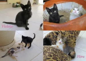 Gato raça SRD idade 2 a 6 meses nome Violeta e Flora