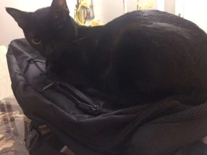 Gato ra a SRD idade 7 a 11 meses nome Pirata