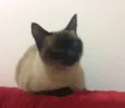 LOLA