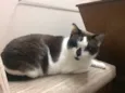 NINA
