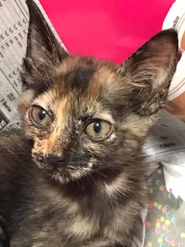 Gato ra a  idade 2 a 6 meses nome Vitoria