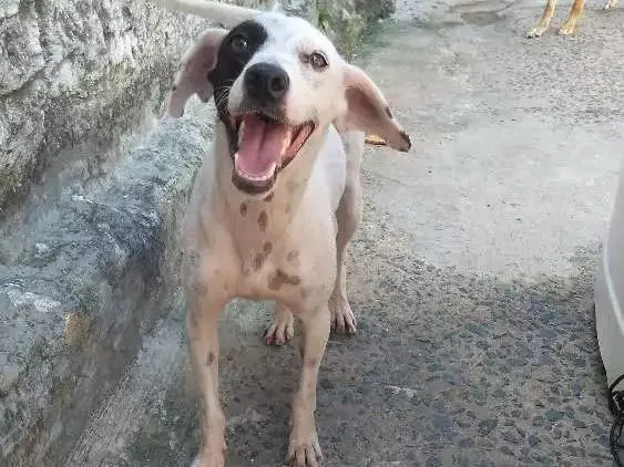 Cachorro raça Srd idade 2 a 6 meses nome Dalila