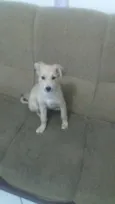 Cachorro raça SRD idade 2 a 6 meses nome Kira Kali