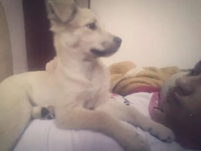 Cachorro raça SRD idade 2 a 6 meses nome Kira Kali