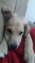 Cachorro raça SRD idade 2 a 6 meses nome Kira Kali