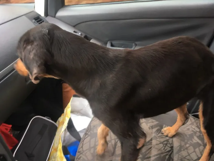 Cachorro ra a  idade  nome Sem nome