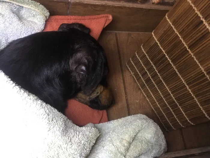 Cachorro ra a  idade  nome Sem nome