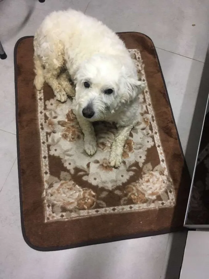 Cachorro ra a Poodle (acho q misturado) idade  nome Nao sei