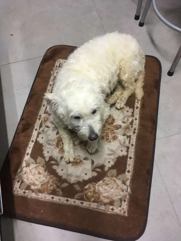 Cachorro ra a Poodle (acho q misturado) idade  nome Nao sei