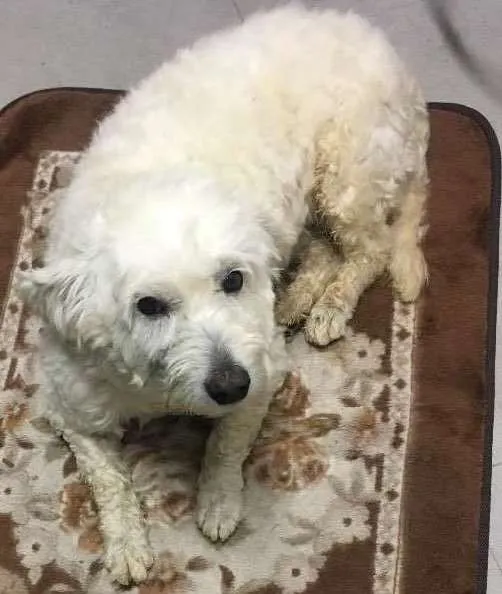 Cachorro ra a Poodle (acho q misturado) idade  nome Nao sei