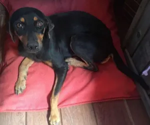 Cachorro raça  idade  nome Sem nome
