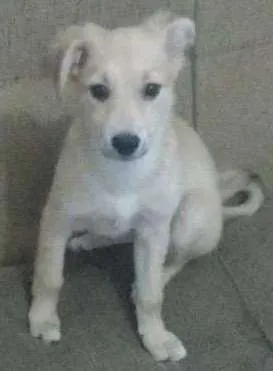 Cachorro raça SRD idade 2 a 6 meses nome Kira Kali