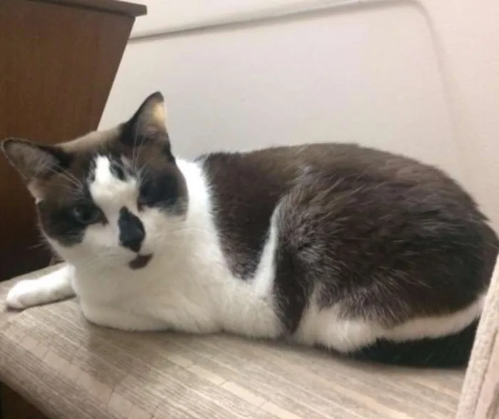 Gato ra a SIALATA idade 3 anos nome NINA