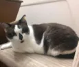 NINA