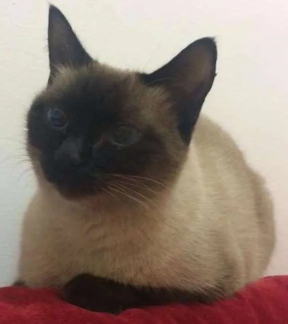 Gato ra a Persalata idade 3 anos nome LOLA