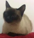 LOLA