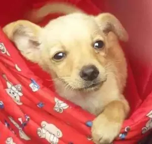 Cachorro raça Srd  idade 2 a 6 meses nome Pipoka