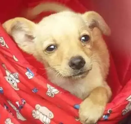 Cachorro ra a Srd  idade 2 a 6 meses nome Pipoka