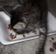 Gato