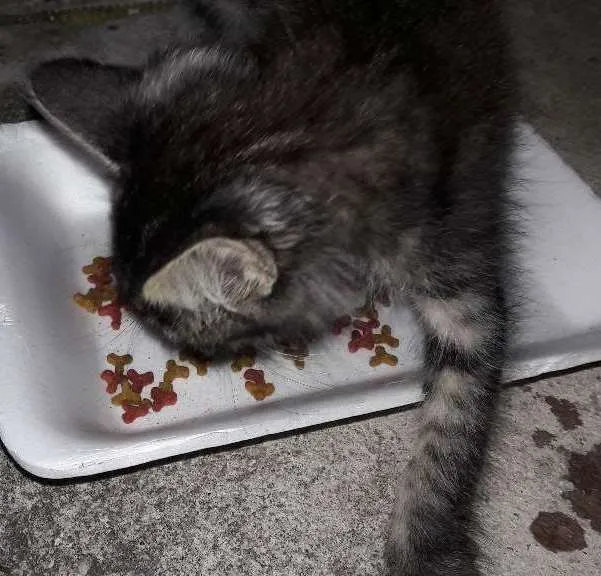 Gato ra a Rabo quebrado idade Abaixo de 2 meses nome Gato