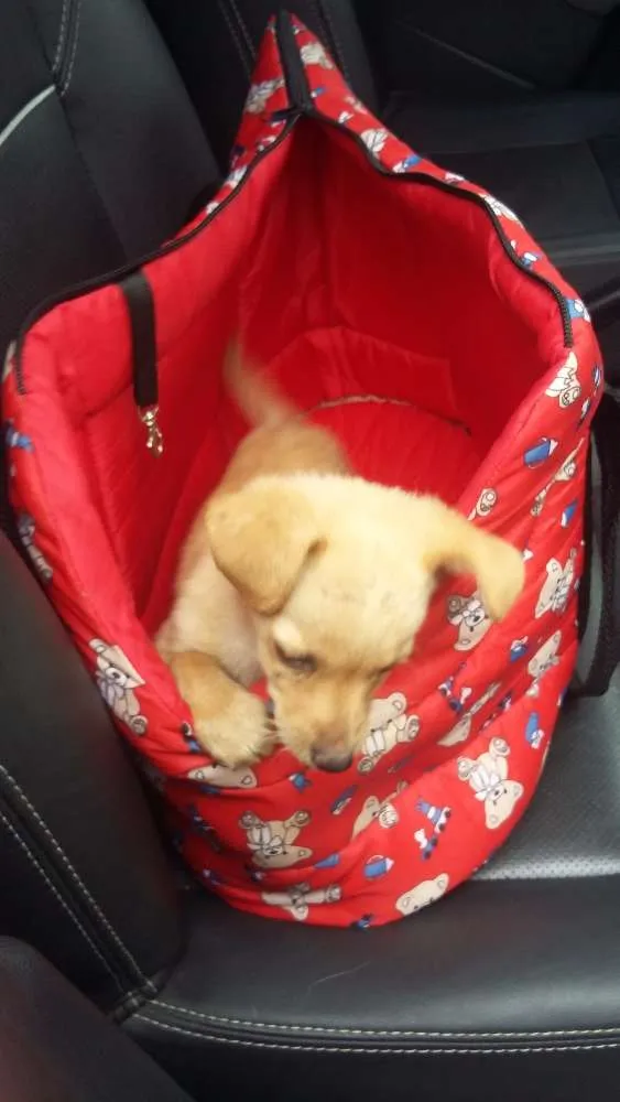 Cachorro ra a Srd  idade 2 a 6 meses nome Pipoka