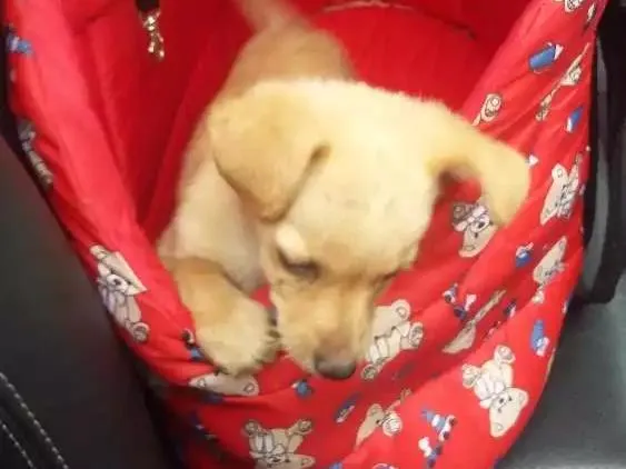 Cachorro ra a Srd  idade 2 a 6 meses nome Pipoka