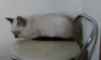 Meg