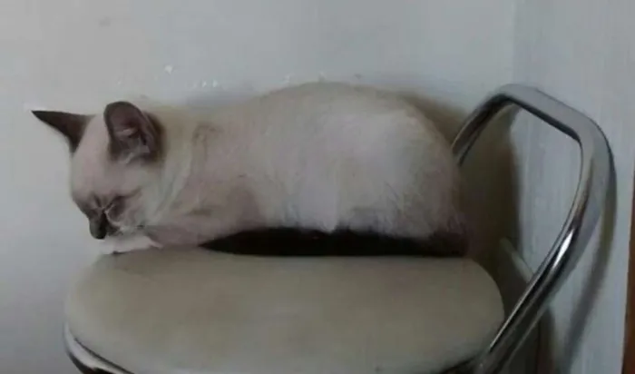 Gato ra a Vira lata  idade 2 a 6 meses nome Meg