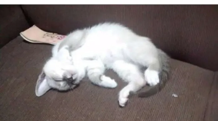 Gato ra a Vira lata  idade 2 a 6 meses nome Meg