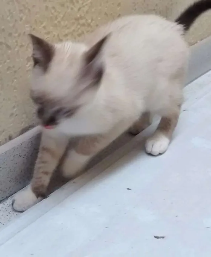Gato ra a Vira lata  idade 2 a 6 meses nome Meg