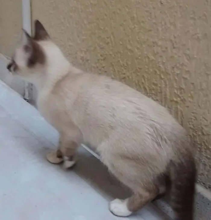 Gato ra a Vira lata  idade 2 a 6 meses nome Meg