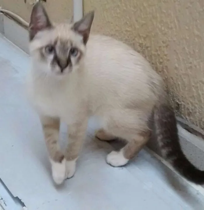 Gato ra a Vira lata  idade 2 a 6 meses nome Meg