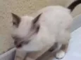 Meg
