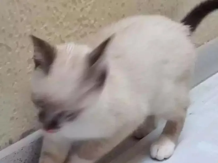 Gato ra a Vira lata  idade 2 a 6 meses nome Meg