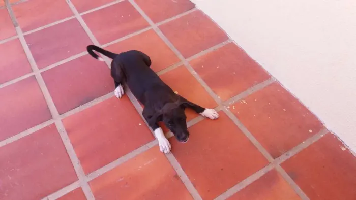 Cachorro ra a Não definida idade 2 a 6 meses nome NINA