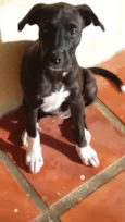 NINA