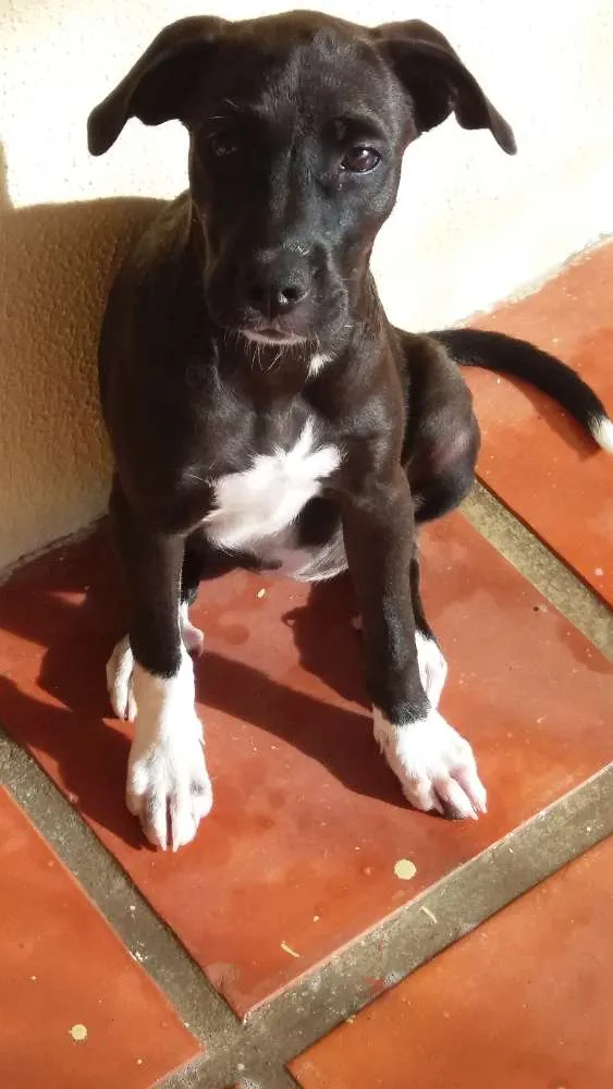 Cachorro ra a Não definida idade 2 a 6 meses nome NINA