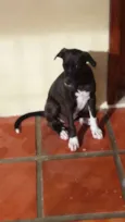 NINA