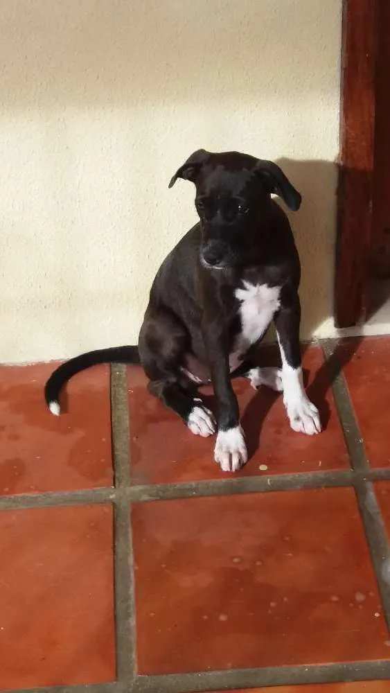 Cachorro ra a Não definida idade 2 a 6 meses nome NINA