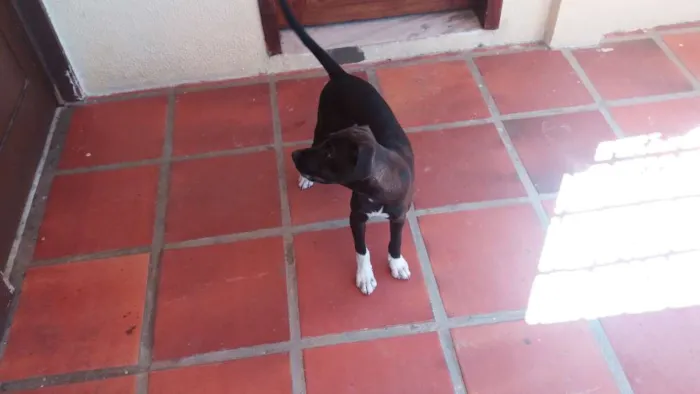 Cachorro ra a Não definida idade 2 a 6 meses nome NINA