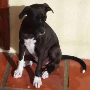 Cachorro raça Não definida idade 2 a 6 meses nome NINA