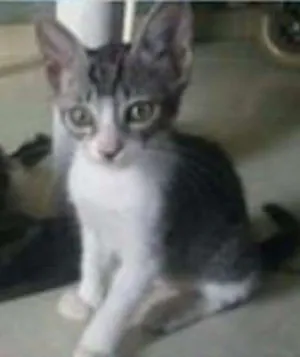 Gato raça  idade 2 a 6 meses nome sem nome