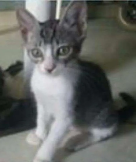 Gato ra a  idade 2 a 6 meses nome sem nome