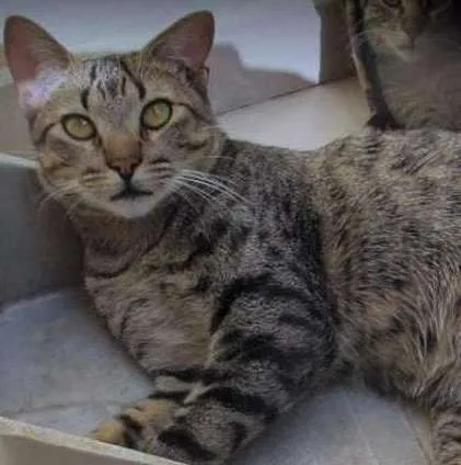 Gato ra a SRD idade 7 a 11 meses nome Tiger