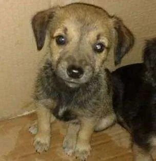 Cachorro ra a Não sei idade Abaixo de 2 meses nome Sem nome