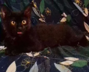 Gato raça indefinida idade 2 a 6 meses nome Petúnia
